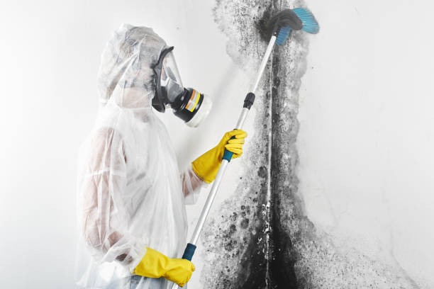 Best Industrial Mold Remediation  in Brooklyn, WI