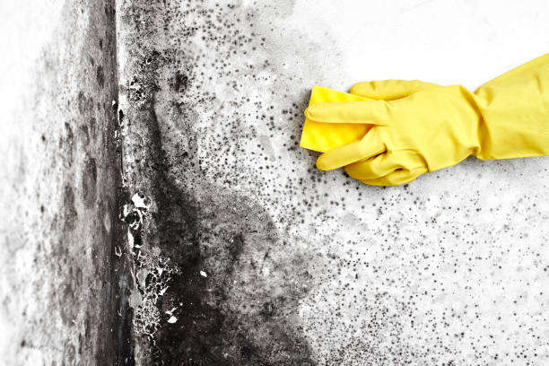 Forensic Mold Investigation in Brooklyn, WI
