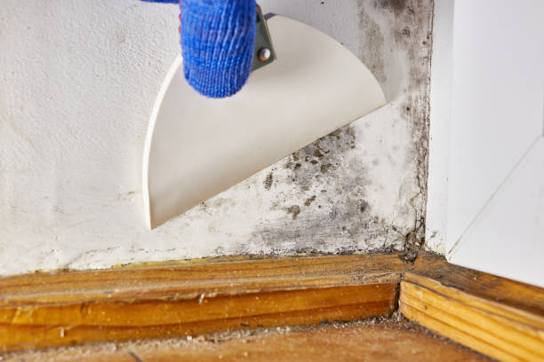 Best Residential Mold Inspection & Testing  in Brooklyn, WI