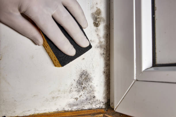 Best Commercial Mold Inspection  in Brooklyn, WI
